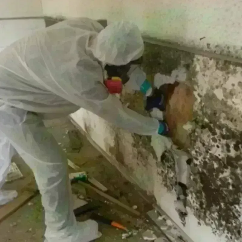 Mold Remediation and Removal in Fall River, WI